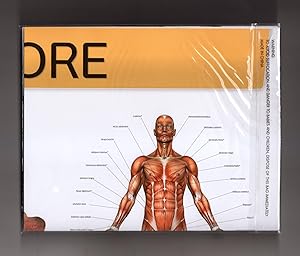 Anatomy of Fitness: Core - Sports Workout. Poster, 36.5 " x 21.75"