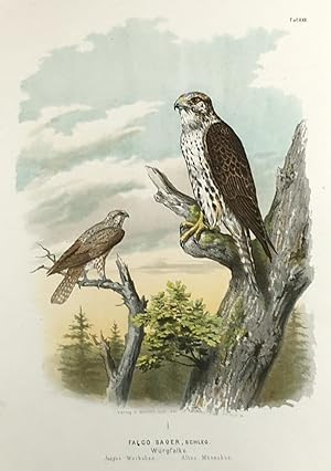 Falco saqer, Schleg. Würgfalke. Junges Weibchen. Altes Männchen. (Orig.-Chromolithographie.)