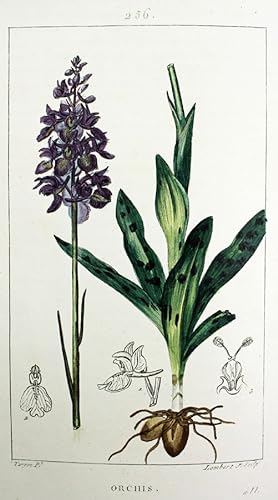 Flore médicale décrite par MM. Chaumeton, Poiret, Chamberet, peinte par Mme E. Panckoucke et par ...
