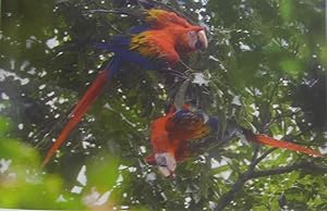 Natura maxima: Equateur terre de biodiversité
