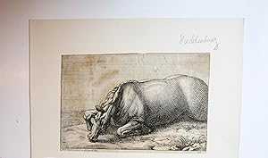 [Antique print engraving/ gravure] Killed horse seen from left side (Gedode koe vanaf de linkerka...