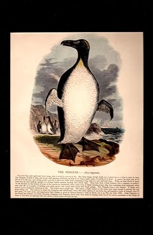 The Penguin [Alca Impennis] Hand- Colored Wood Engraving