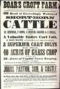 Boar's Croft Farm. Short Horn Cattle [original auction poster].