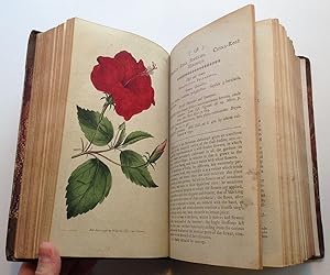 The Botanical Magazine; or, Flower-Garden Displayed