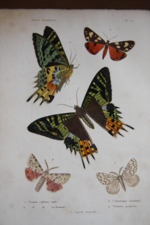 Histoire Naturelle Des Insectes: Orthopteres, Nevropteres, Hemipteres, Hymenopteres, Lepidopteres...