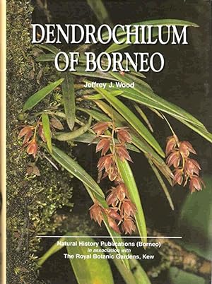 Dendrochilum of Borneo.
