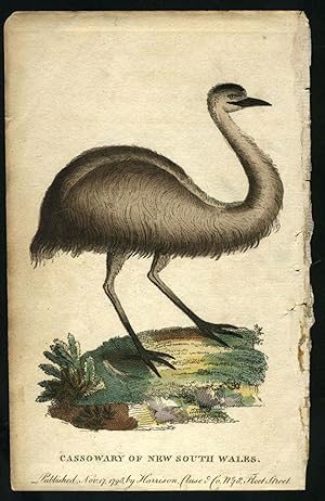 Cassowary of New South Wales