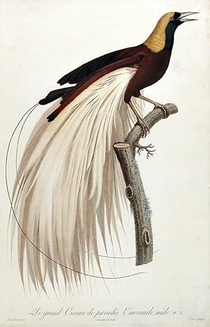 Le grand Oiseau de paradis, émeraude, mâle [Greater Bird of Paradise, male (Paradisea apoda)]