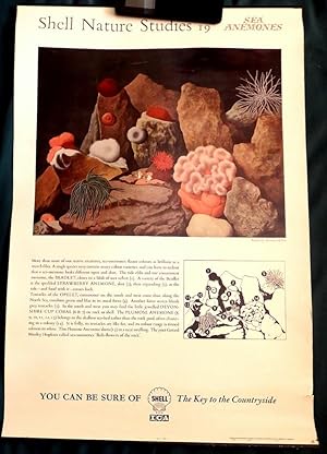 Shell Poster; Sea Anemones. "Shell Oil" School Poster by Tristram Hillier (Surrealist Movement).
