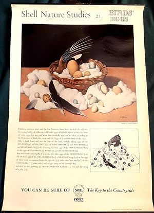 Shell Poster; Birds Eggs. "Shell Oil" School Poster by Tristram Hillier (Surrealist Movement).