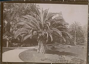 France, Palmier dans un parc, ca.1899, Vintage citrate print
