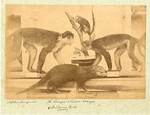 Singes capucins, musée d'histoire naturelle