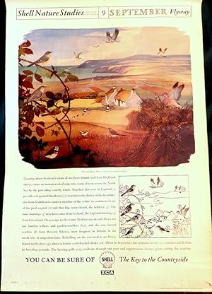 Shell Nature Study Poster; No 9. "September Flyway"