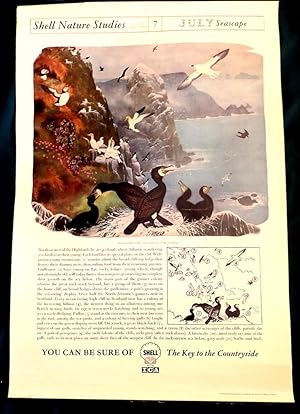 Shell Nature Study Poster; No 7. "July Seascape"