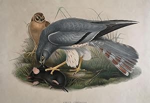Hand-colored Lithograph Circus Cineraceus or Ash Colored Harrier from Goulds The Birds of Grea...