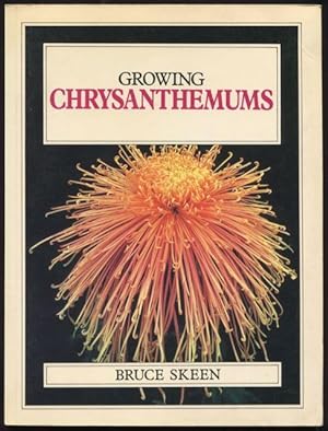 Growing chrysanthemums.