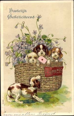 Präge Ansichtskarte / Postkarte Glückwunsch, Hartelijk Gefeliciteerd, Hundewelpen