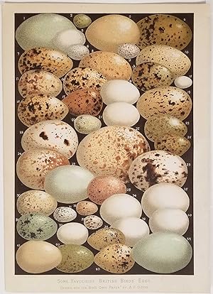 Some Favourite British Birds' Eggs II.