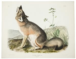 Swift Fox from The Viviparous Quarupeds of North America