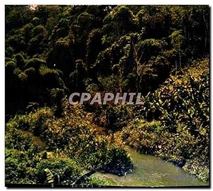 Carte Postale Moderne Congo forêt du Mayombe
