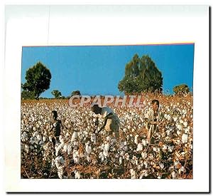 Carte Postale Moderne Couleurs d'Afrique recolte du coton