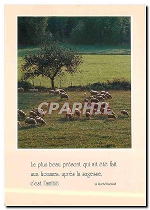 Carte Postale Moderne Moutons LA Rochefoucauld