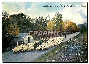 Carte Postale Moderne Le Retour des transbumants Moutons Berger Ane Mule