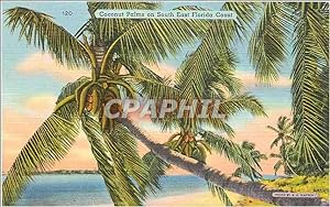 Carte Postale Ancienne Coconut Palms on South East Florida Coast
