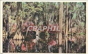 Carte Postale Ancienne Cypress Gardens Oakley South Carolina