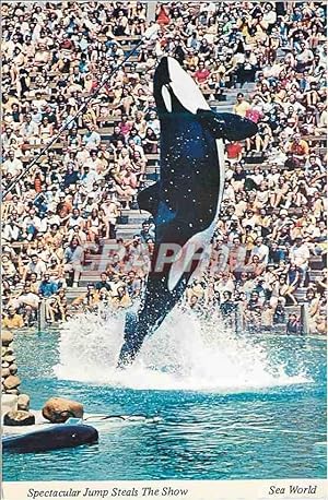 Carte Postale Moderne Shamu Sea World's famous killer whale