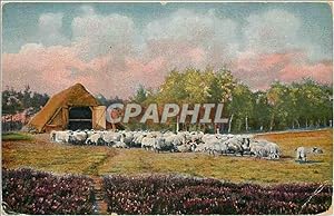 Carte Postale Ancienne Moutons
