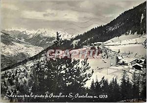 Carte Postale Moderne Sole e Neve Tra Le Pinete di Peroulaz e S Pantaleon m 1375