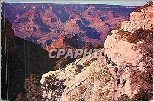 Carte Postale Moderne By Mule Train into the Grand Canyon