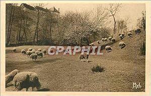 Carte Postale Ancienne Notre Belle Campagne Moutons au Paturage