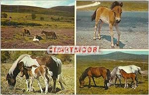 Carte Postale Moderne Dartmoor Chevaux Poney