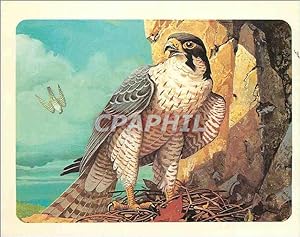 Carte Postale Moderne Collection journal de mickey n 55 le faucon pelerin Rapace