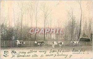 Carte Postale Ancienne Au Paturage Vaches
