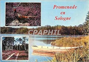 Carte Postale Moderne Promenade en Sologne Perdrix Chasse