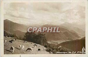 Carte Postale Moderne les Pyrenees Col d'Aspin Paturages au Col d'Aspin