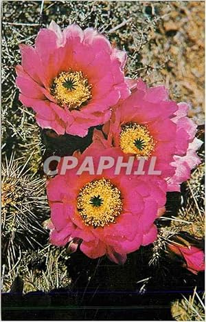 Carte Postale Moderne Hedgehog Cactus of the Arizona Desert