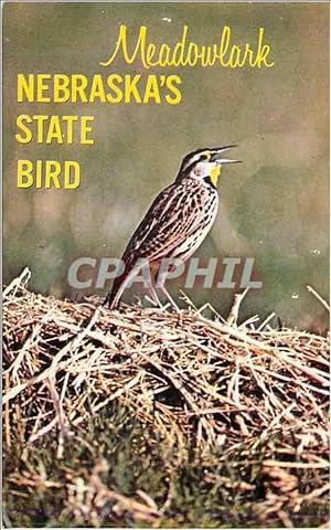 Carte Postale Moderne Meadowlark Nebraska's State Bird