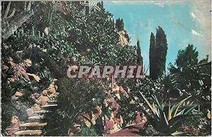 Carte Postale Moderne Jardin Exotique de Monaco L'Allée des Aloes