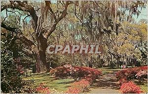 Carte Postale Moderne Romantic Spanish Moss Overhangs a Colorful Southern Garden