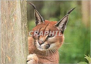 Carte Postale Moderne Caracal WWF World Wide Fund for Nature