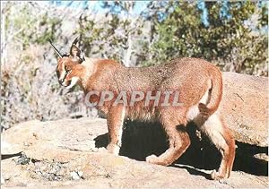 Carte Postale Moderne Caracal WWF World Wide Fund for Nature