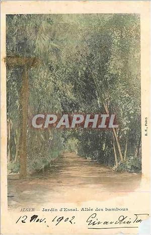 Carte Postale Ancienne Alger Jardin D'Essai Allée des Bambous