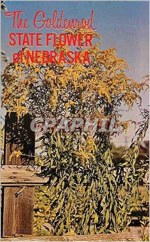 Carte Postale Moderne The Goldenrod State Flower of Nebraska