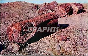 Carte Postale Moderne Forest National Park Arizona Petriefied Log Sections