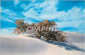 Carte Postale Ancienne New Mexico Buried Cottonwood Tree White Sands National Monument