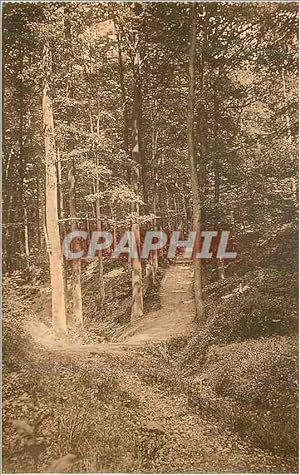 Carte Postale Ancienne forêt de Soignes Chemin du Diependelle